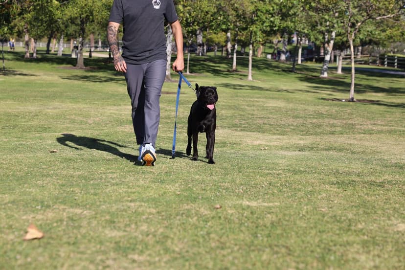Leash Training Fundamentals: Beyond the Basics