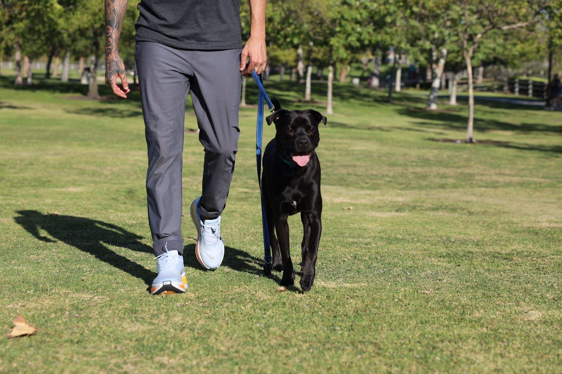 A handler walking a focused, well-controlled dog on leash