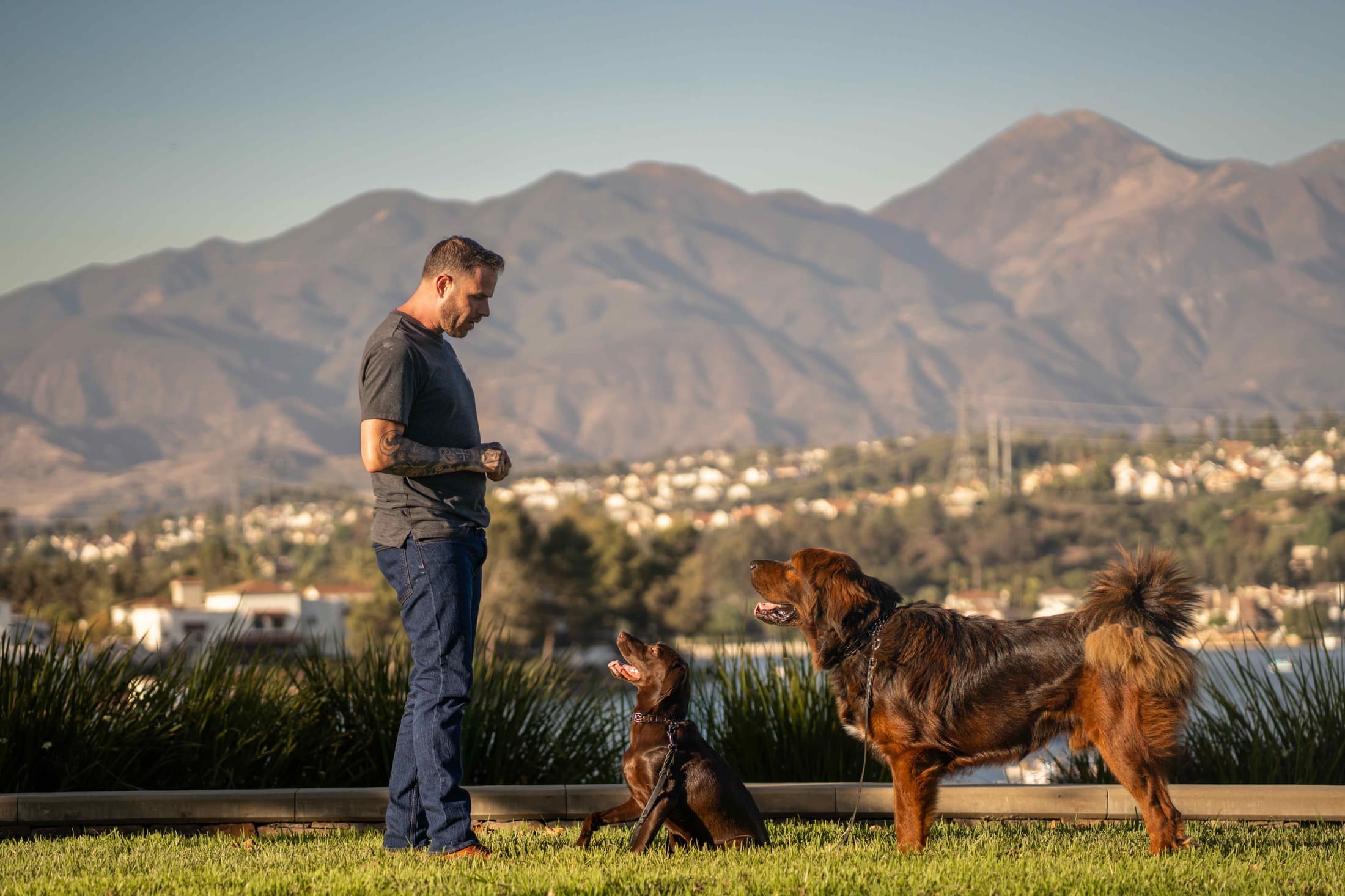 Jake training dogs in Irvine, Orange County